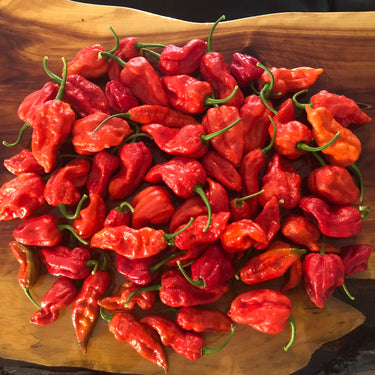 Fresh Bhut Jolokia Ghost Peppers